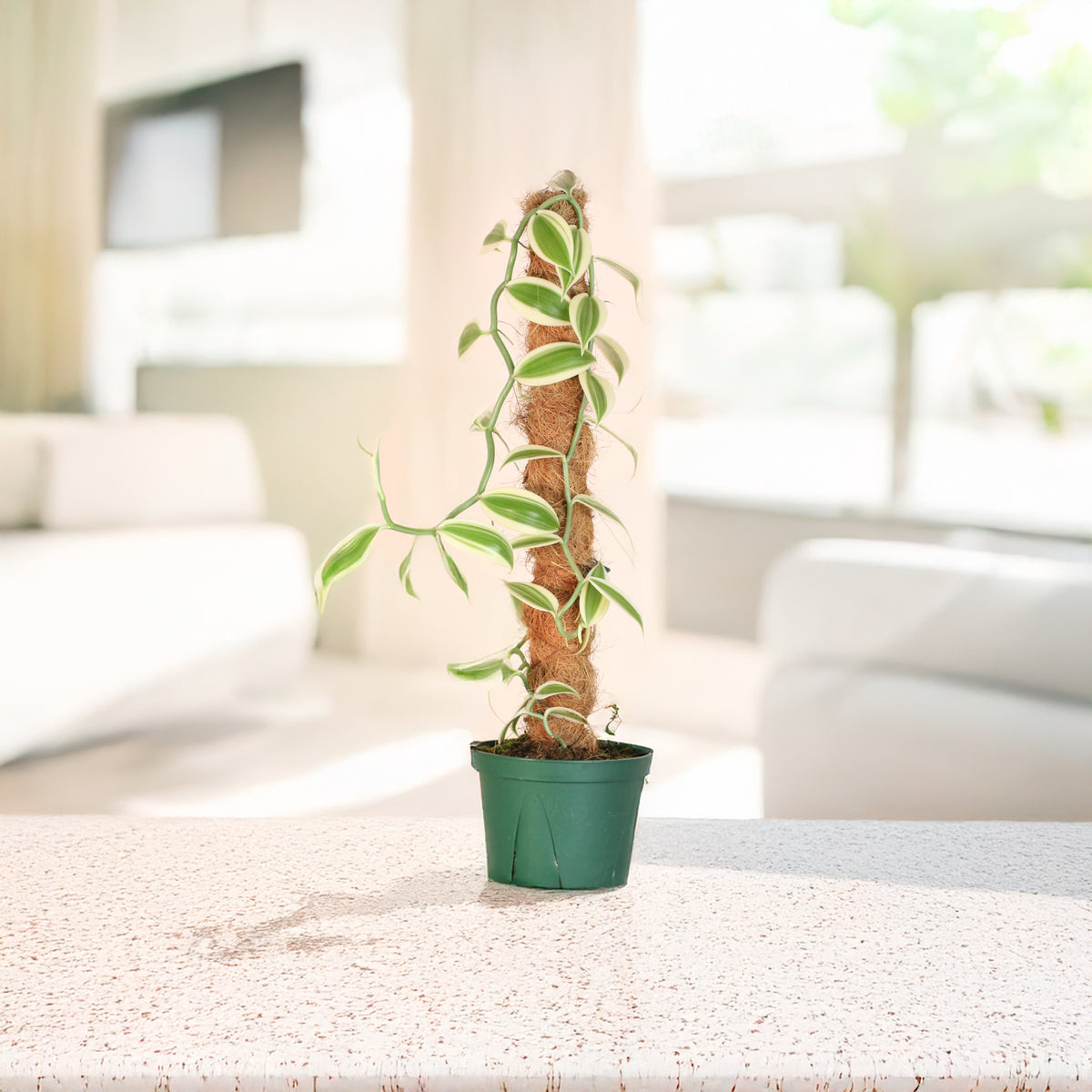 Vanilla Planifolia Orchid 'Albo-Variegata' 6" with Coco Moss Pole.