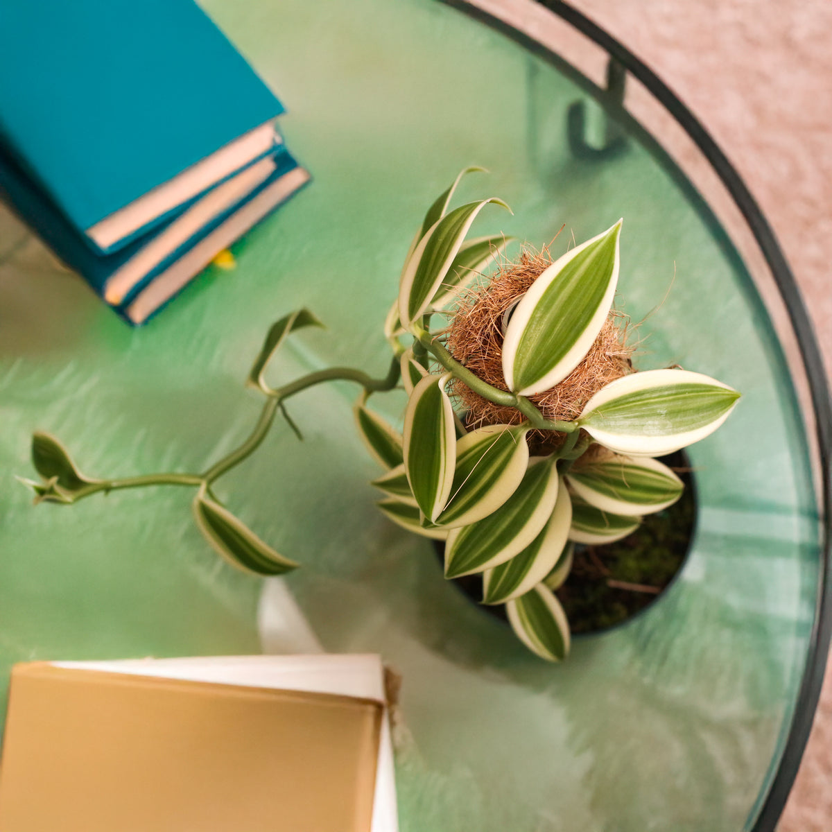 Top View of Vanilla Planifolia Orchid 'Albo-Variegata' 6" with Coco Moss Pole.