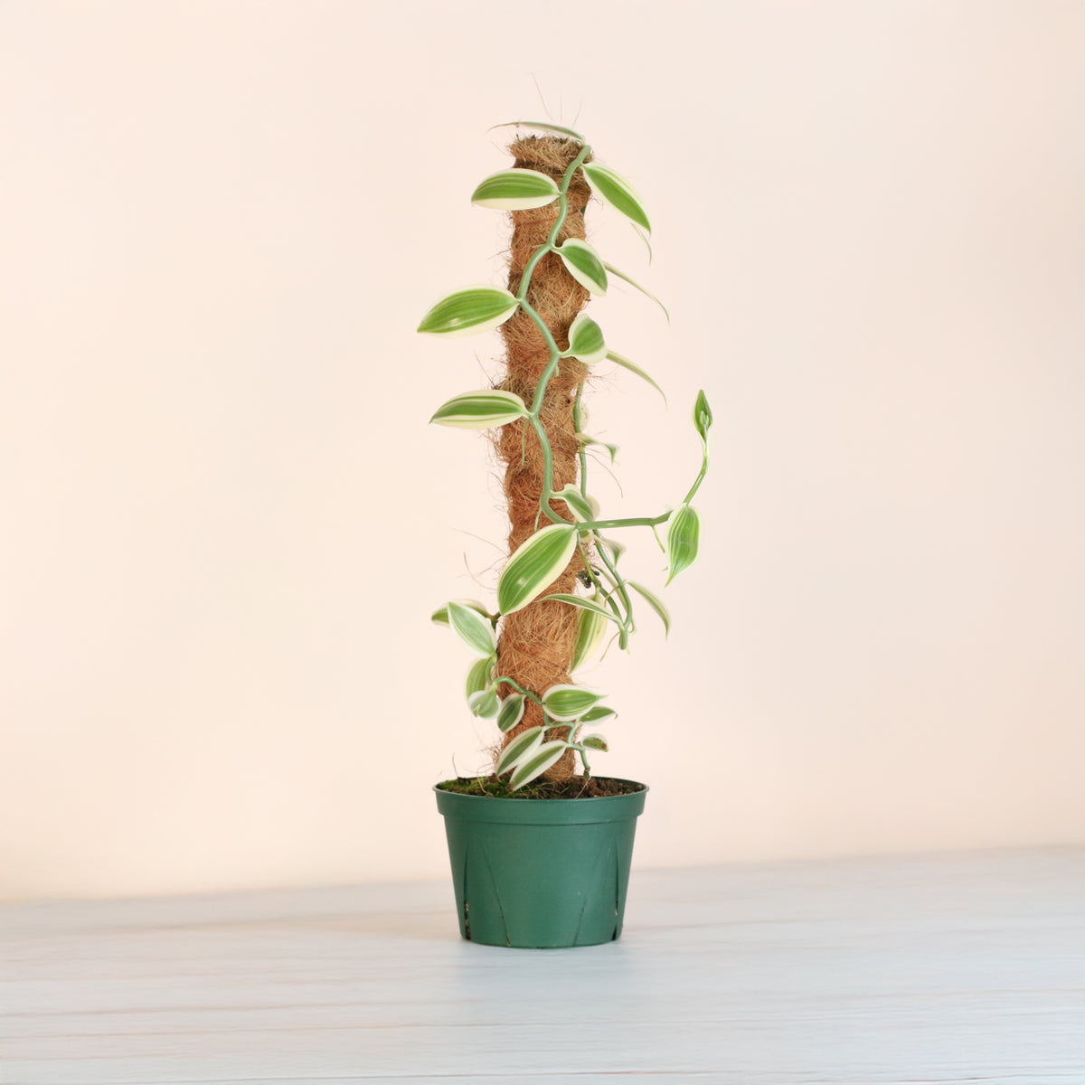 Vanilla Planifolia Orchid 'Albo-Variegata' 6" with Coco Moss Pole.