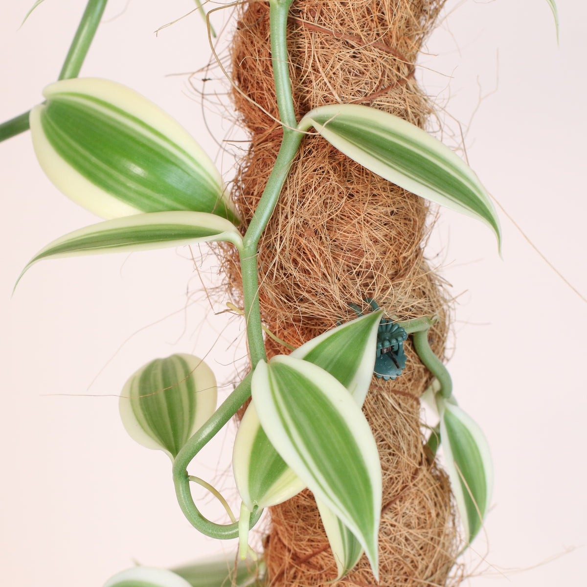 Close Up of Vanilla Planifolia Orchid 'Albo-Variegata' 6" with Coco Moss Pole.