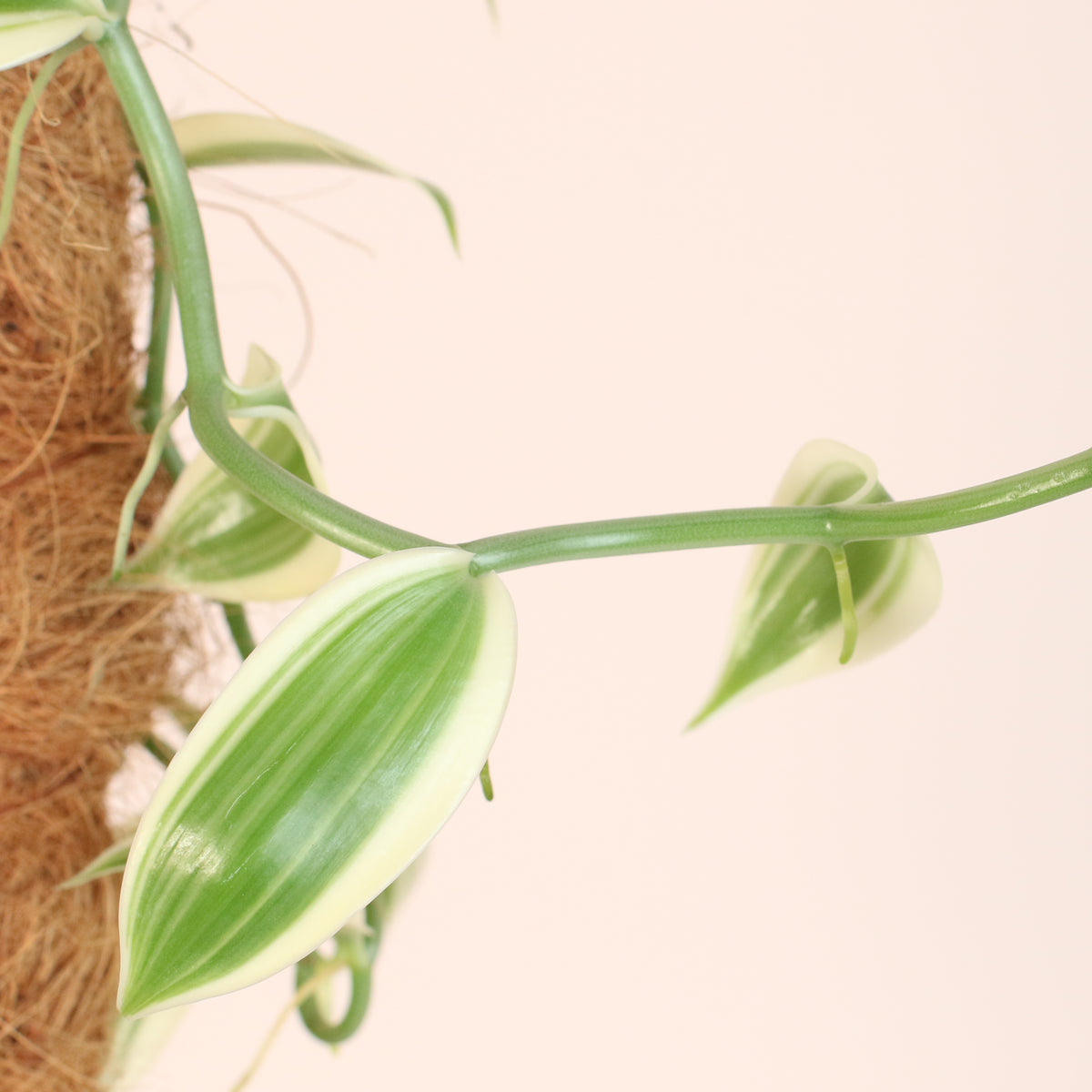 Leaf of Vanilla Planifolia Orchid 'Albo-Variegata' 6" with Coco Moss Pole.