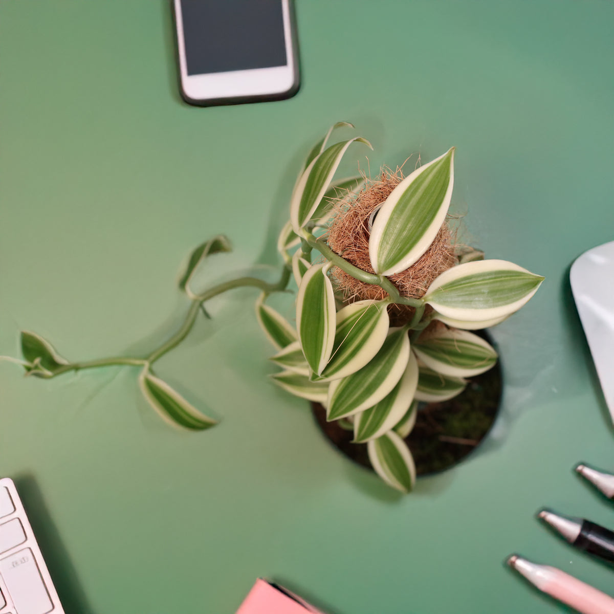 Top View of Vanilla Planifolia Orchid 'Albo-Variegata' 6" with Coco Moss Pole.