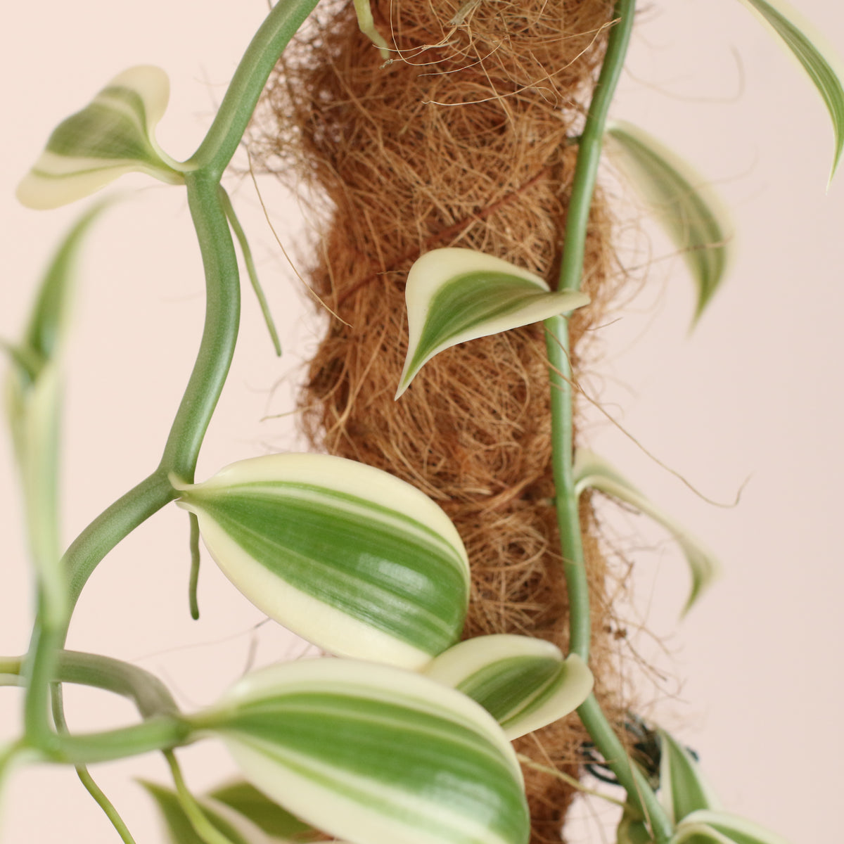 Close Up of Vanilla Planifolia Orchid 'Albo-Variegata' 6" with Coco Moss Pole.