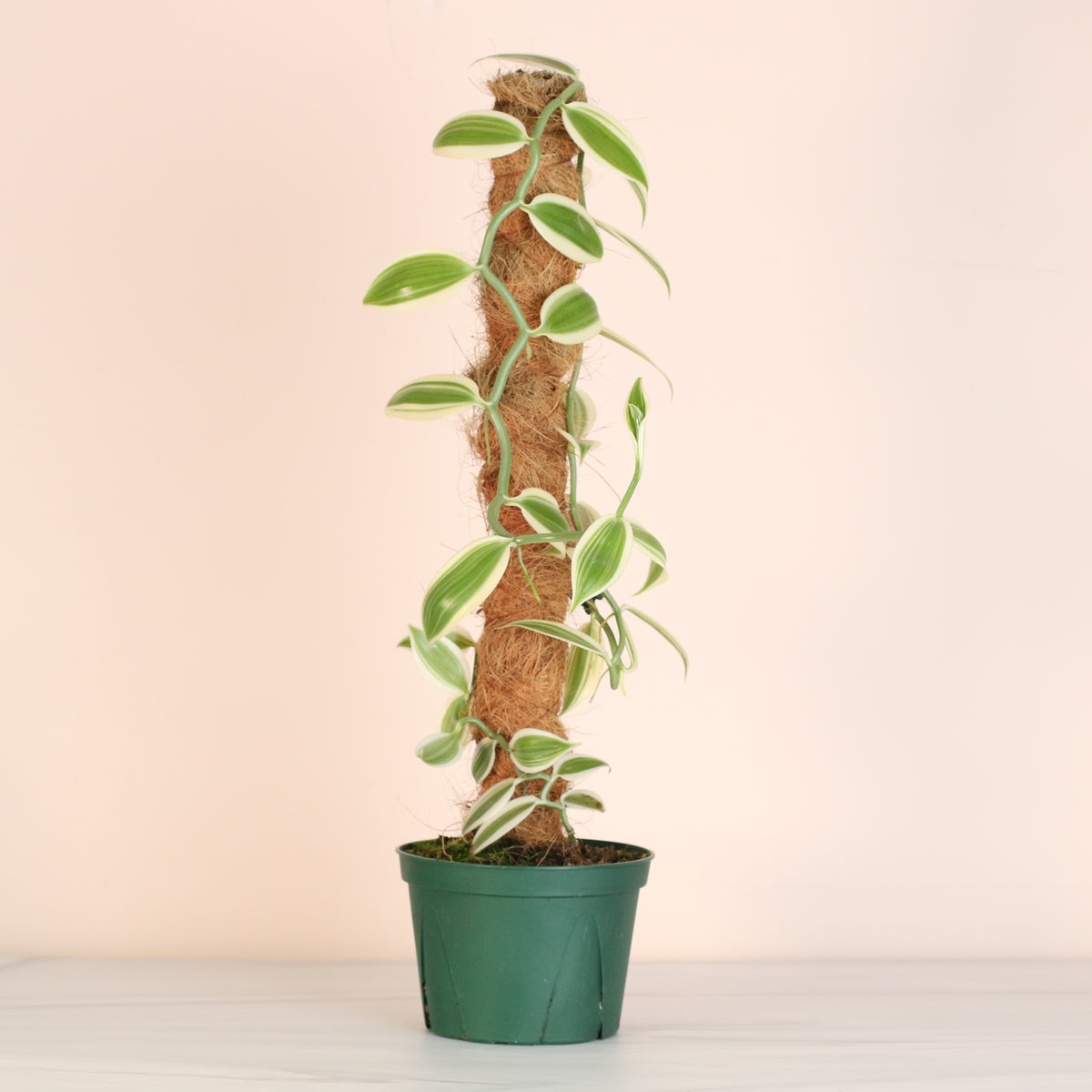 Vanilla Planifolia Orchid 'Albo-Variegata' 6" with Coco Moss Pole.