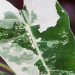 Alocasia Frydek Variegated Micholitziana Rare Houseplant