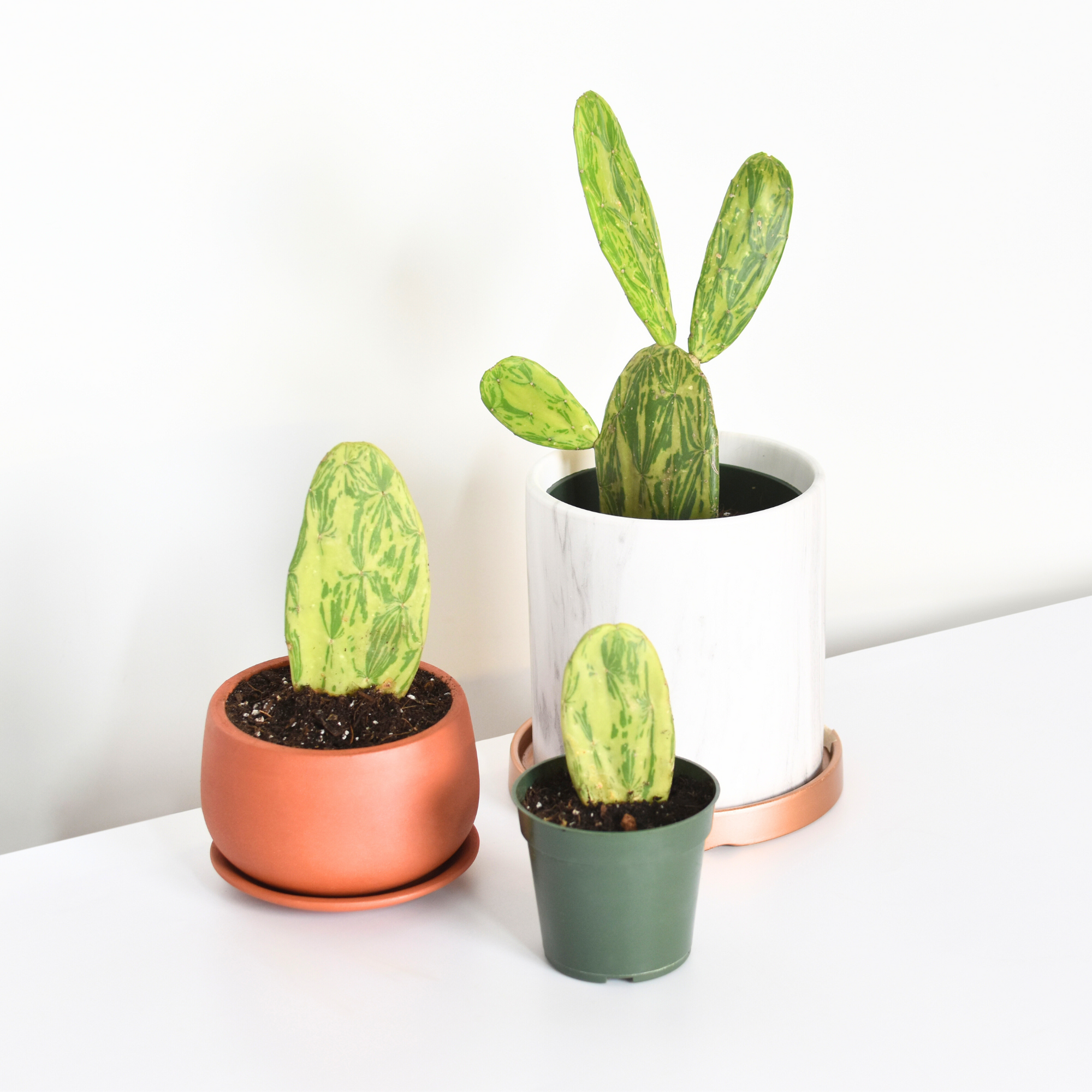 files/VariegatedPricklyPearCactusGroup.png