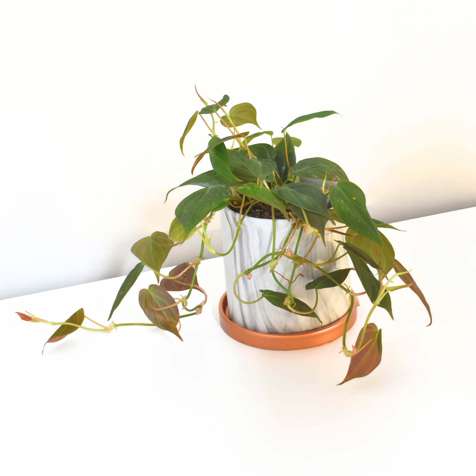 Velvet Leaf Philodendron Micans Vining Plant
