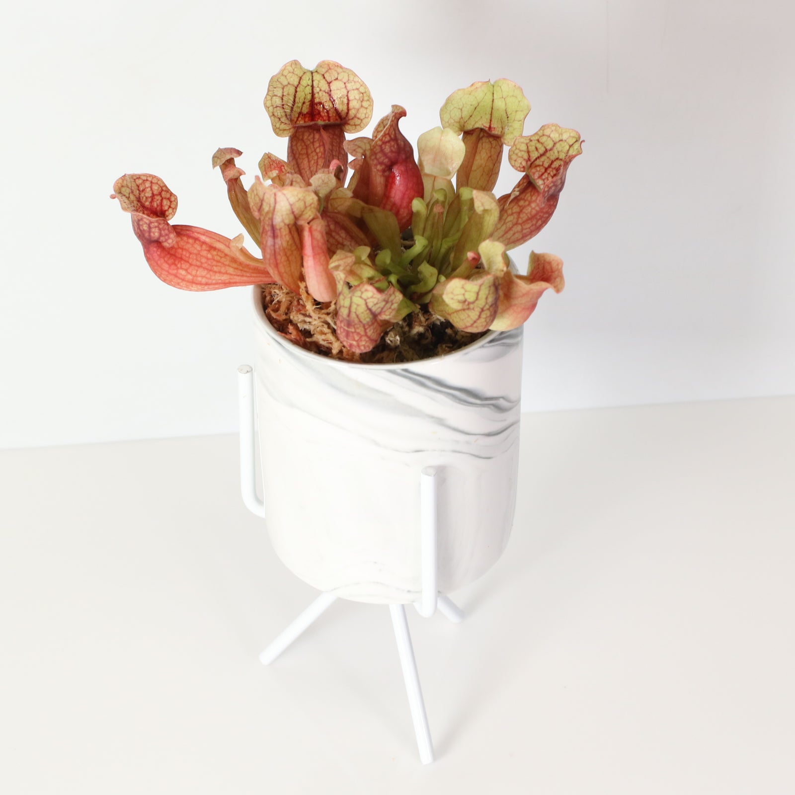 Venosa Red in 4.5" Daphne Ceramic Planter
