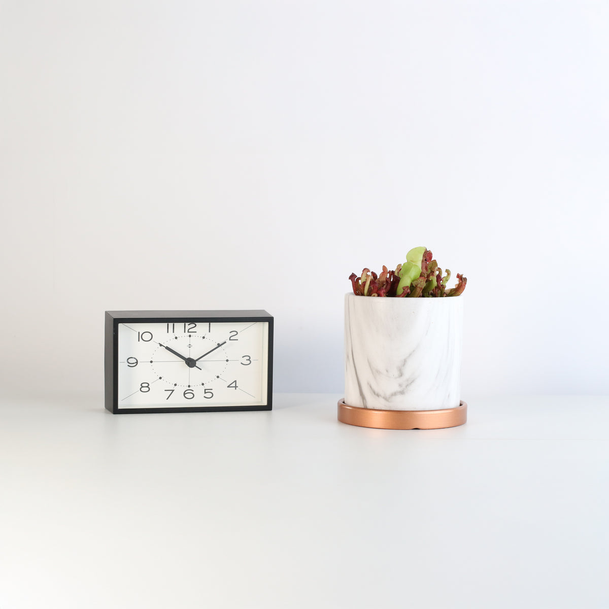 Venosa Red in 4.5&quot; Daphne Ceramic Planter next to clock.