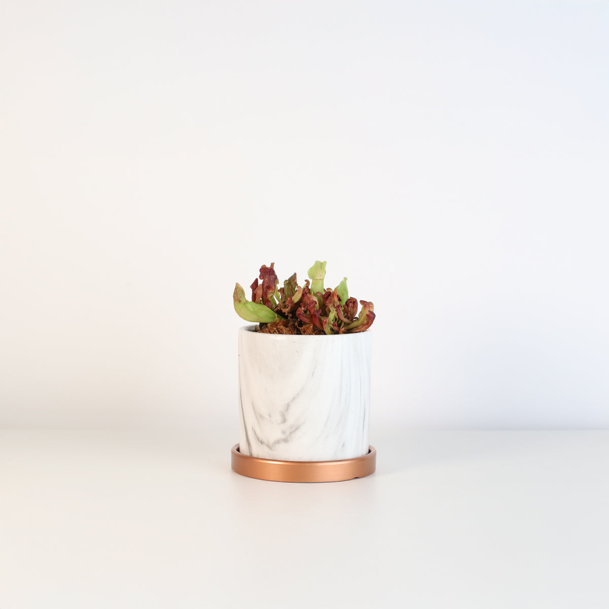 Venosa Red in 4.5&quot; Daphne Ceramic Planter