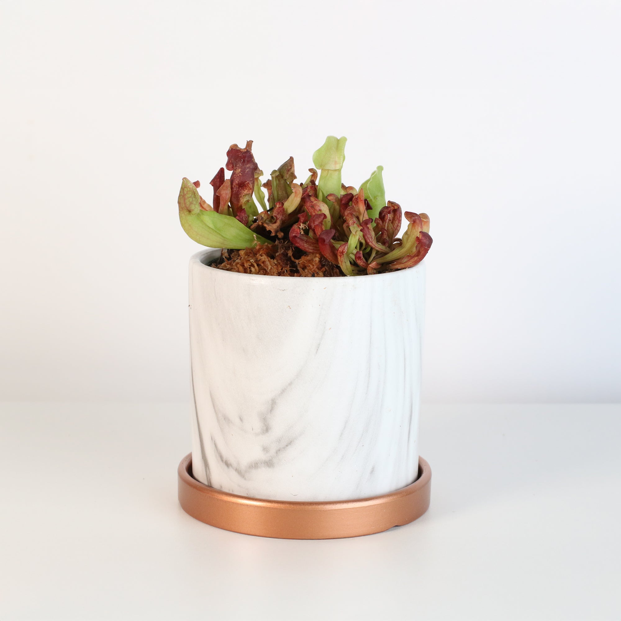 Venosa Red in 4.5" Daphne Ceramic Planter