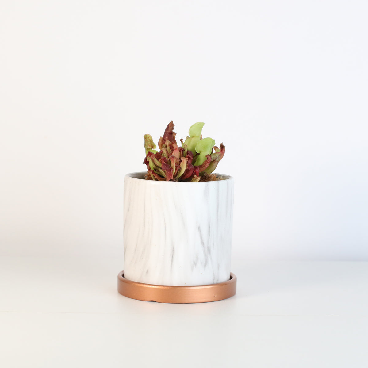 Venosa Red in 4.5&quot; Daphne Ceramic Planter