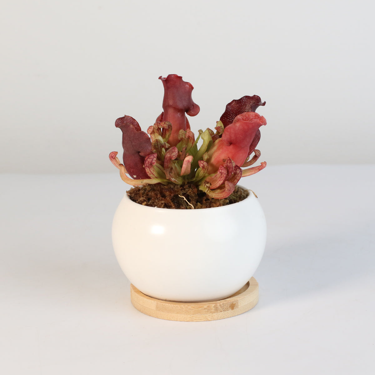 Sarracenia Purpurea &#39;Venosa Red&#39; Carnivorous Plant
