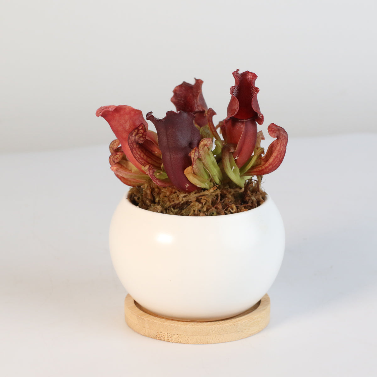 Sarracenia Purpurea &#39;Venosa Red&#39; Carnivorous Plant