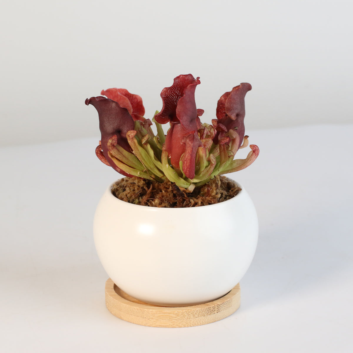 Sarracenia Purpurea &#39;Venosa Red&#39; Carnivorous Plant