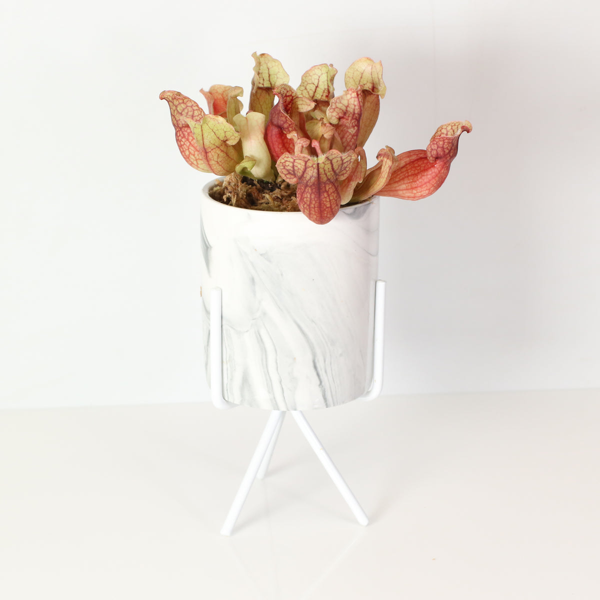 Sarracenia Purpurea &#39;Venosa Red&#39; Carnivorous Plant