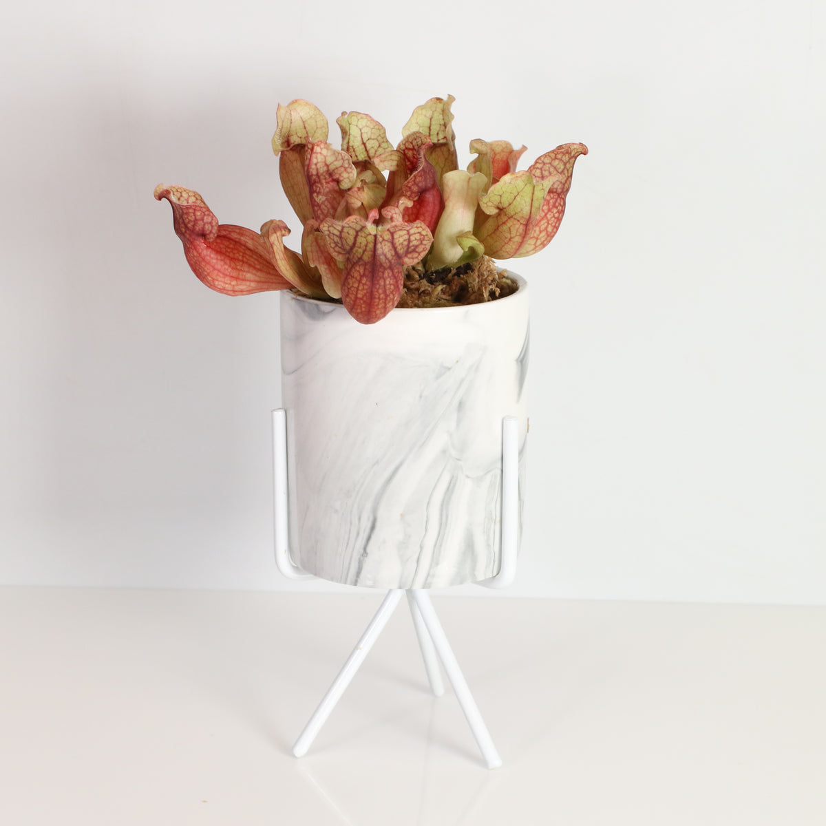 Sarracenia Purpurea &#39;Venosa Red&#39; Carnivorous Plant