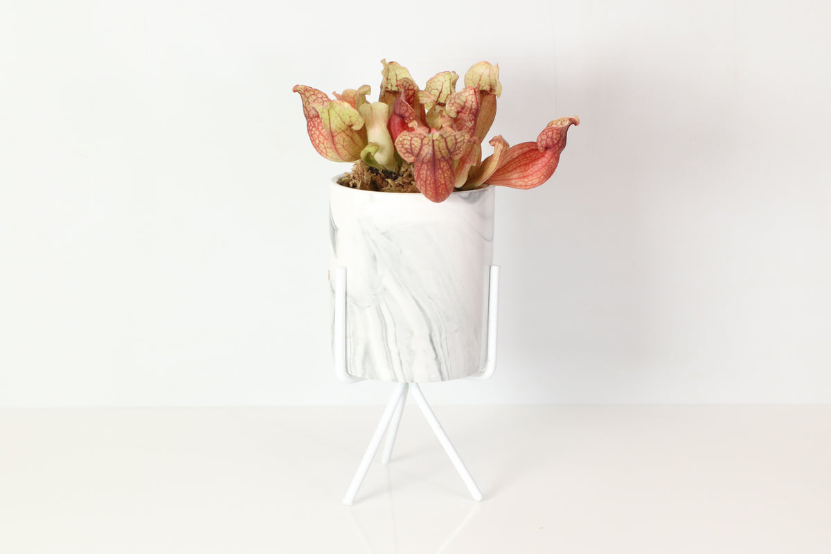 Sarracenia Purpurea &#39;Venosa Red&#39; Carnivorous Plant