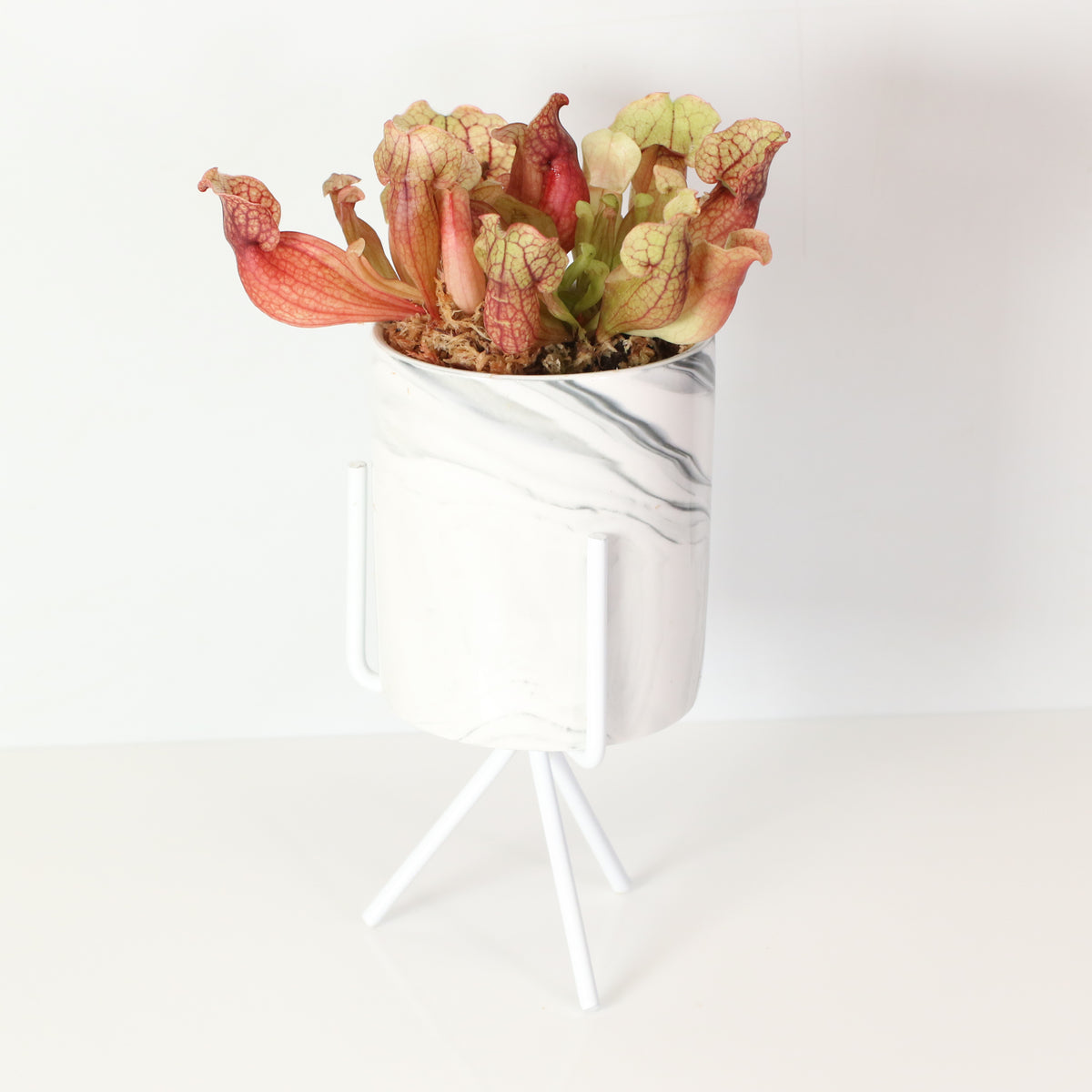 Sarracenia Purpurea &#39;Venosa Red&#39; Carnivorous Plant