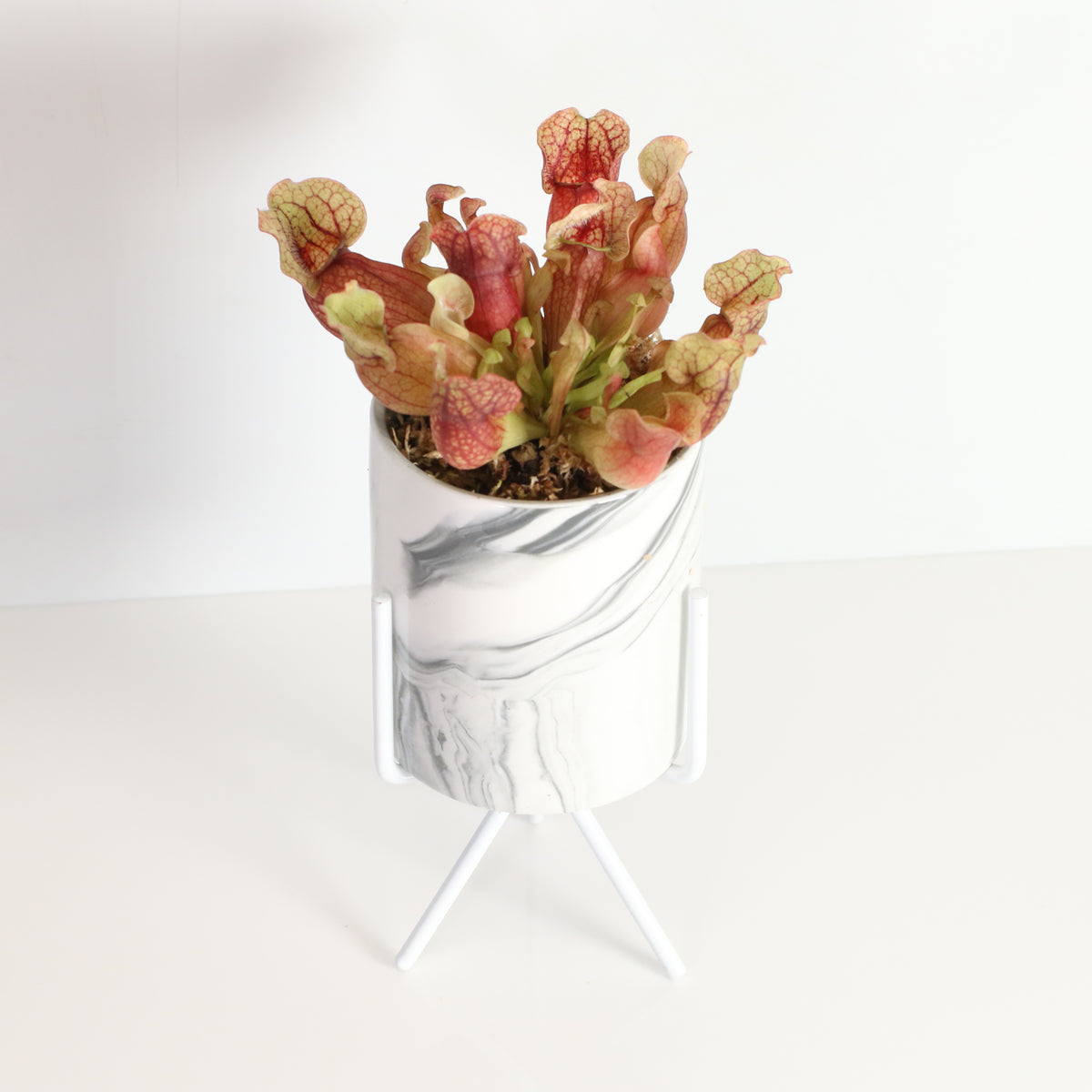 Sarracenia Purpurea &#39;Venosa Red&#39; Carnivorous Plant