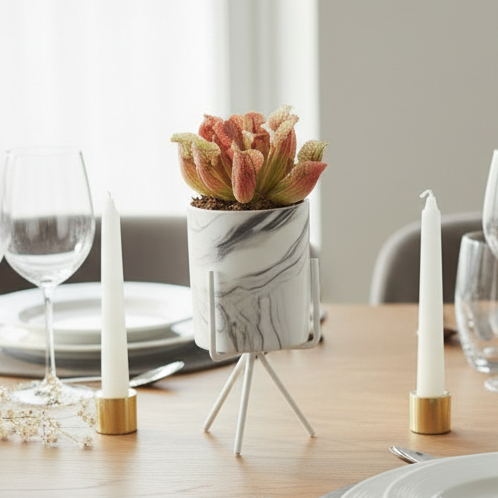 Sarracenia Purpurea 'Venosa Red' Carnivorous Plant