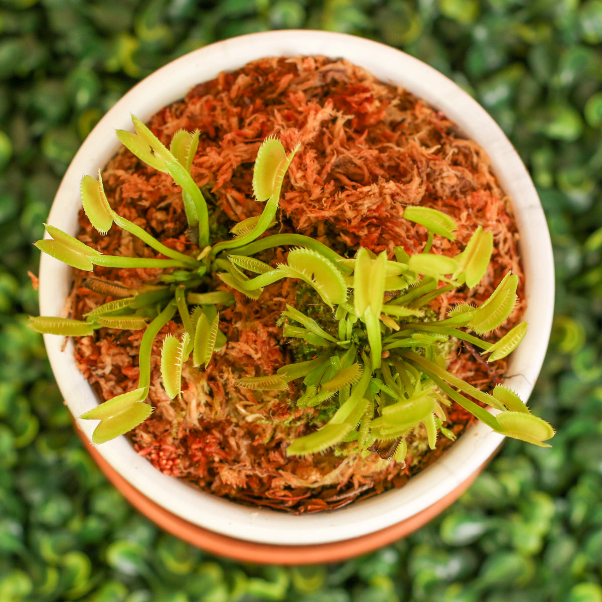 Green Venus Fly Trap Carnivorous Plant