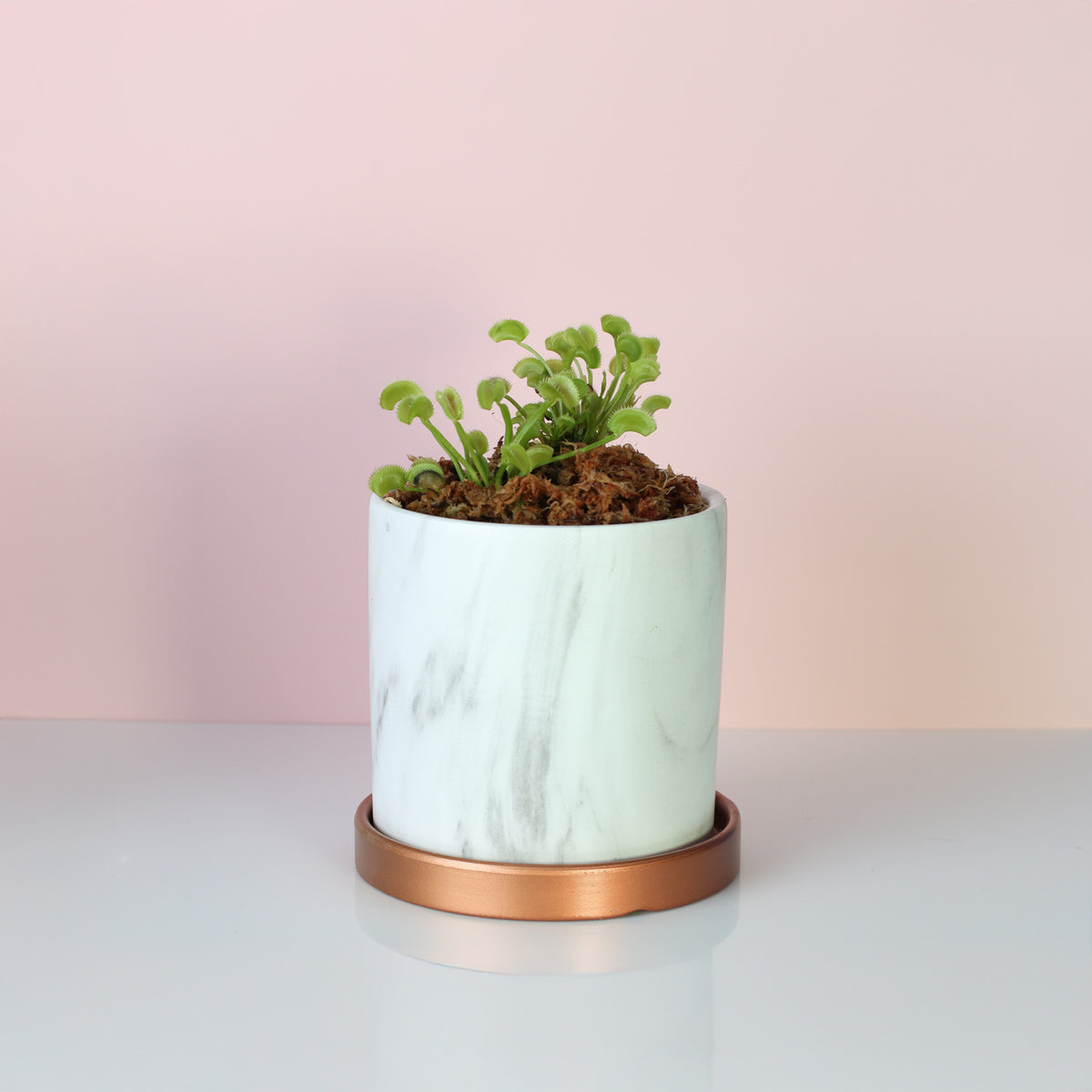 Green Venus Fly Trap Carnivorous Plant