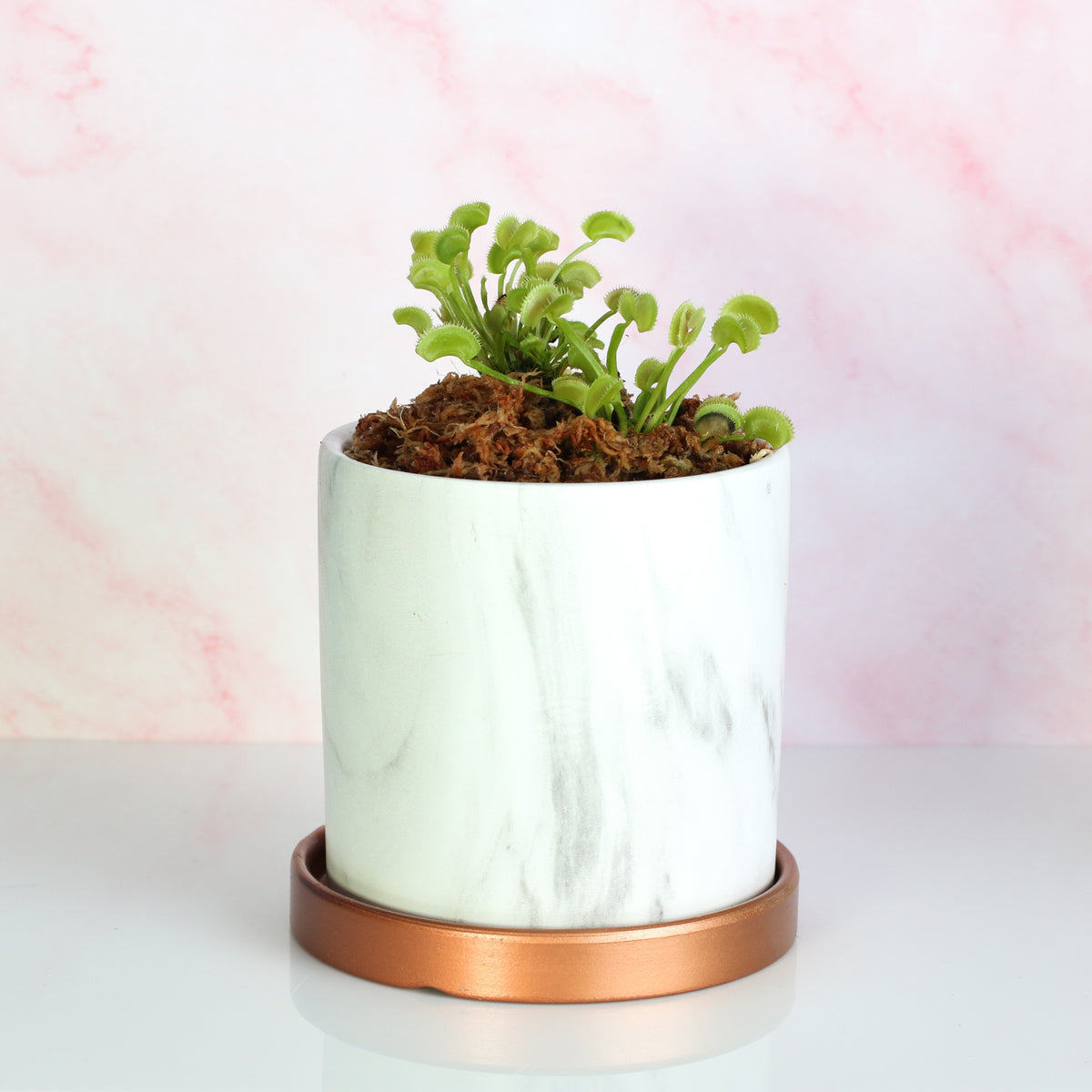 Green Venus Fly Trap Carnivorous Plant