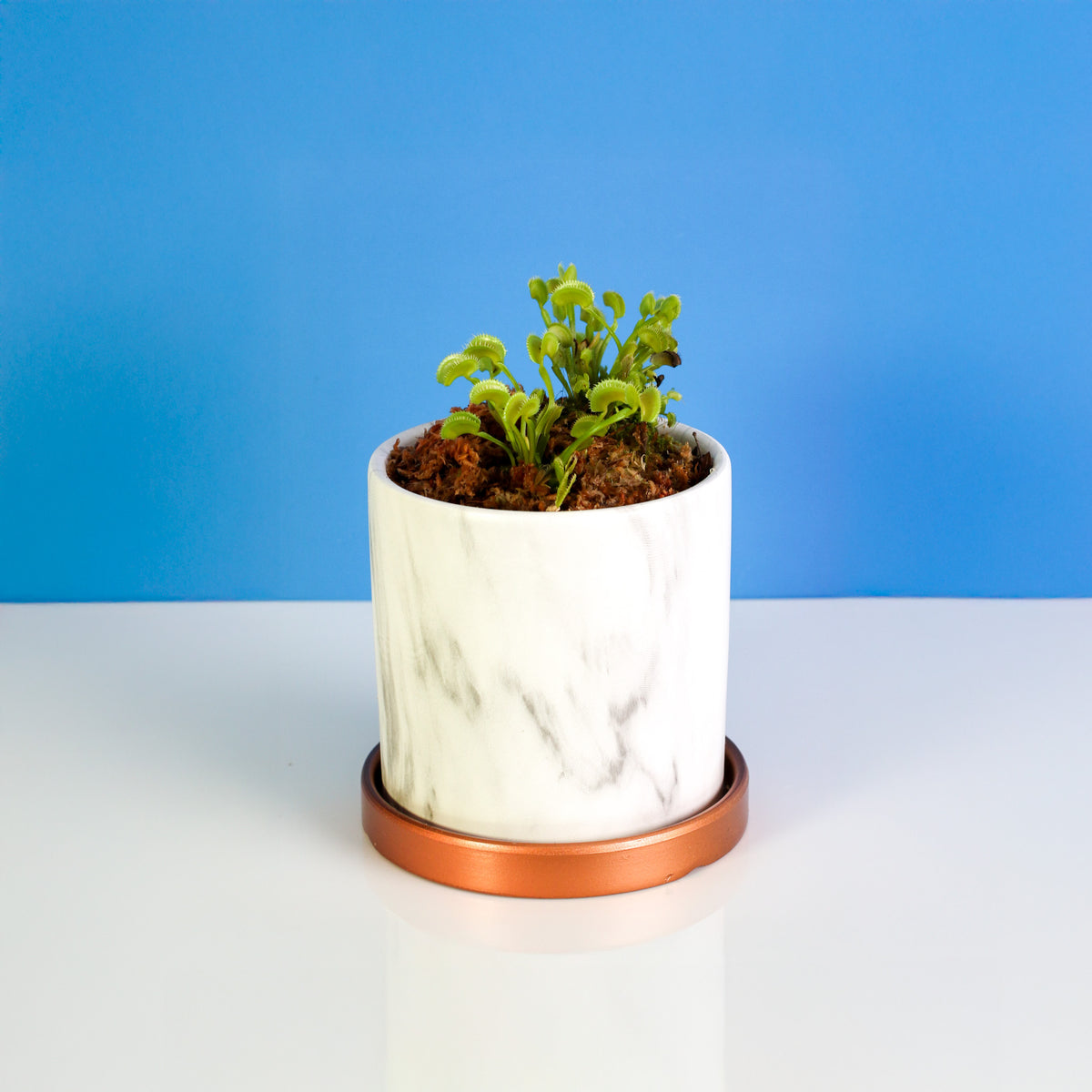 Green Venus Fly Trap Carnivorous Plant