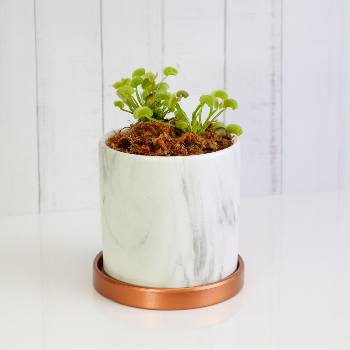 Green Venus Fly Trap Carnivorous Plant