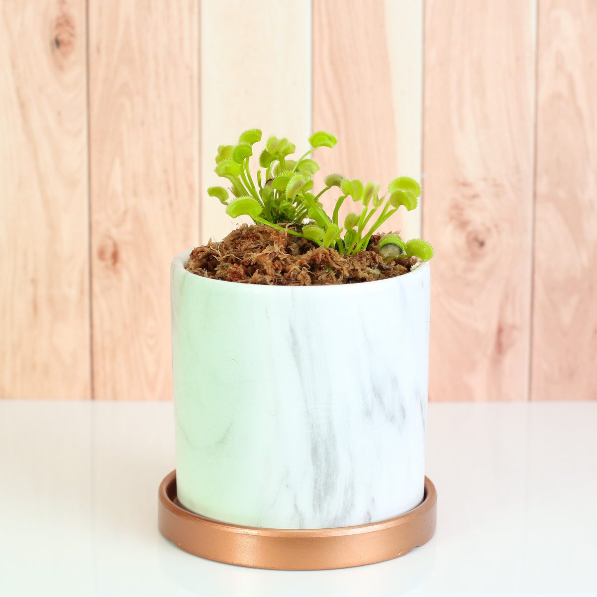 Green Venus Fly Trap Carnivorous Plant