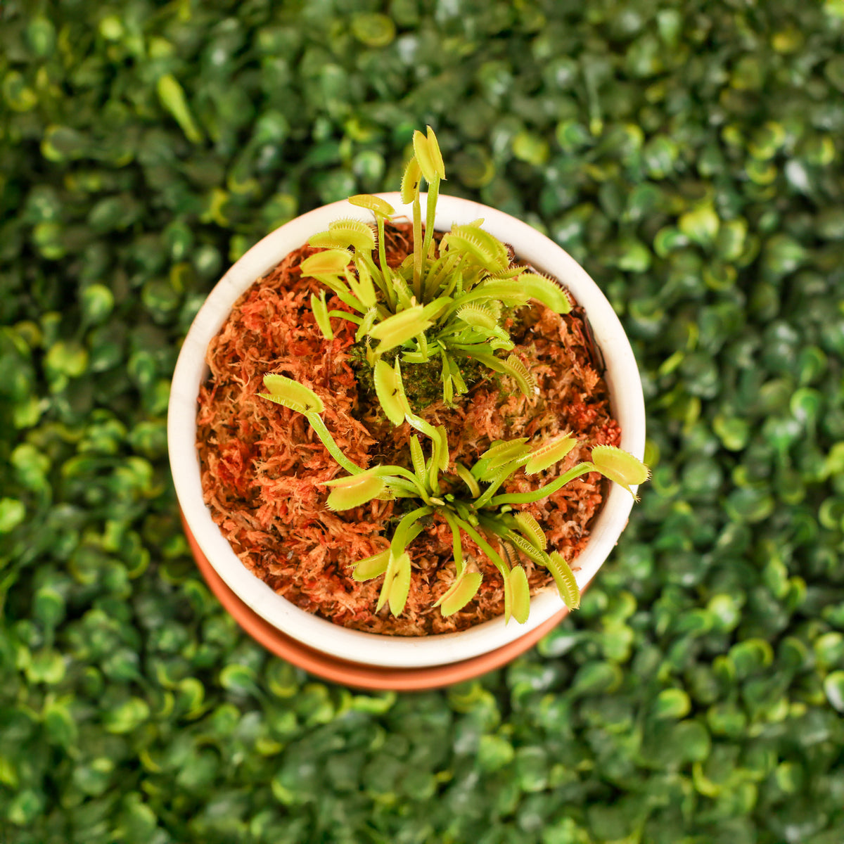 Green Venus Fly Trap Carnivorous Plant