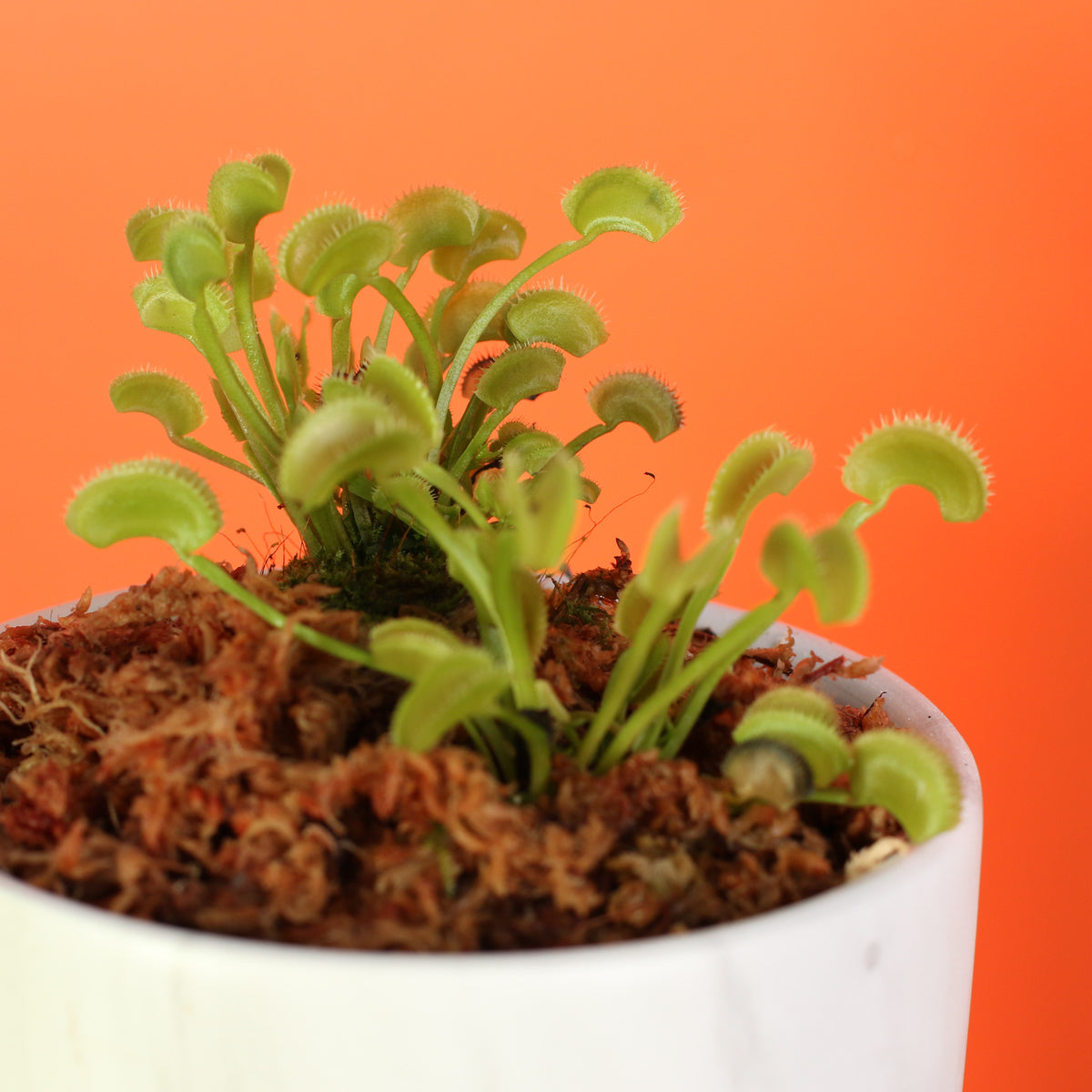 Green Venus Fly Trap Carnivorous Plant