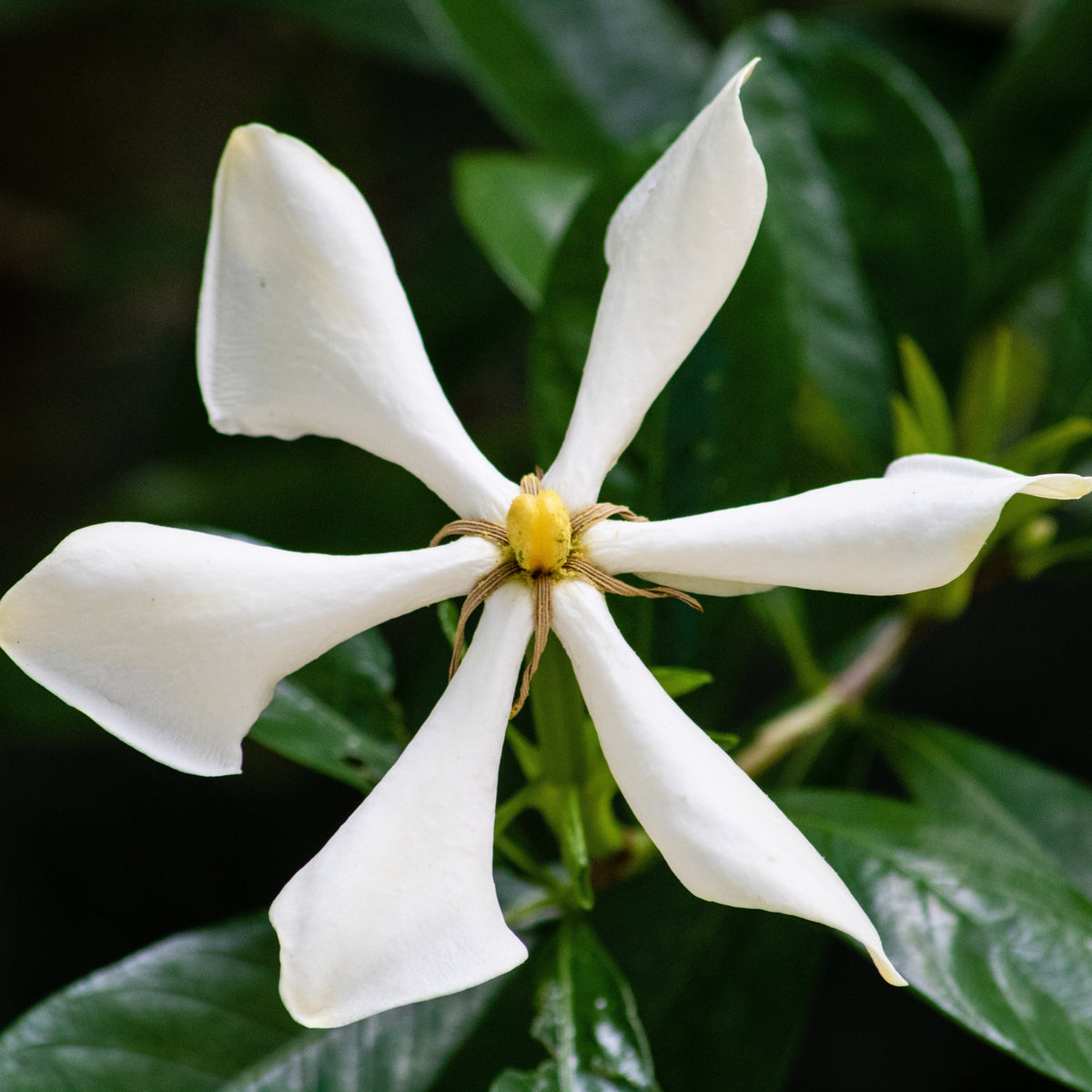 Gardenia Vietnamesis Flower Blooming