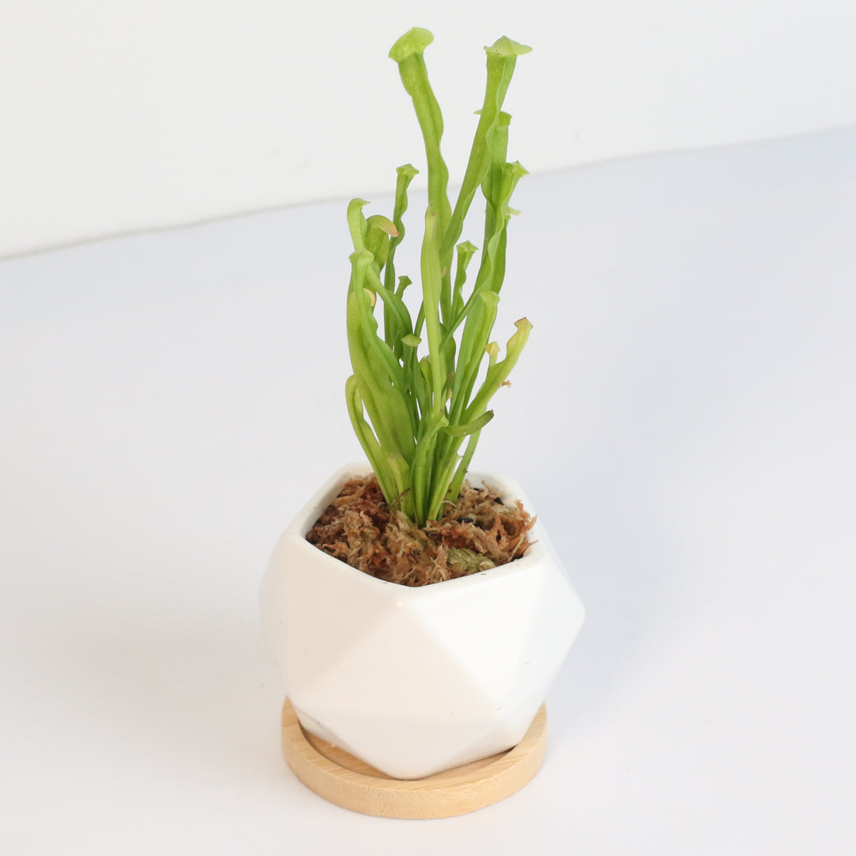 Minimalistic Ceramic White Planter with Sarracenia minor okefenokeensis Bug Bat Carnivorous Plant