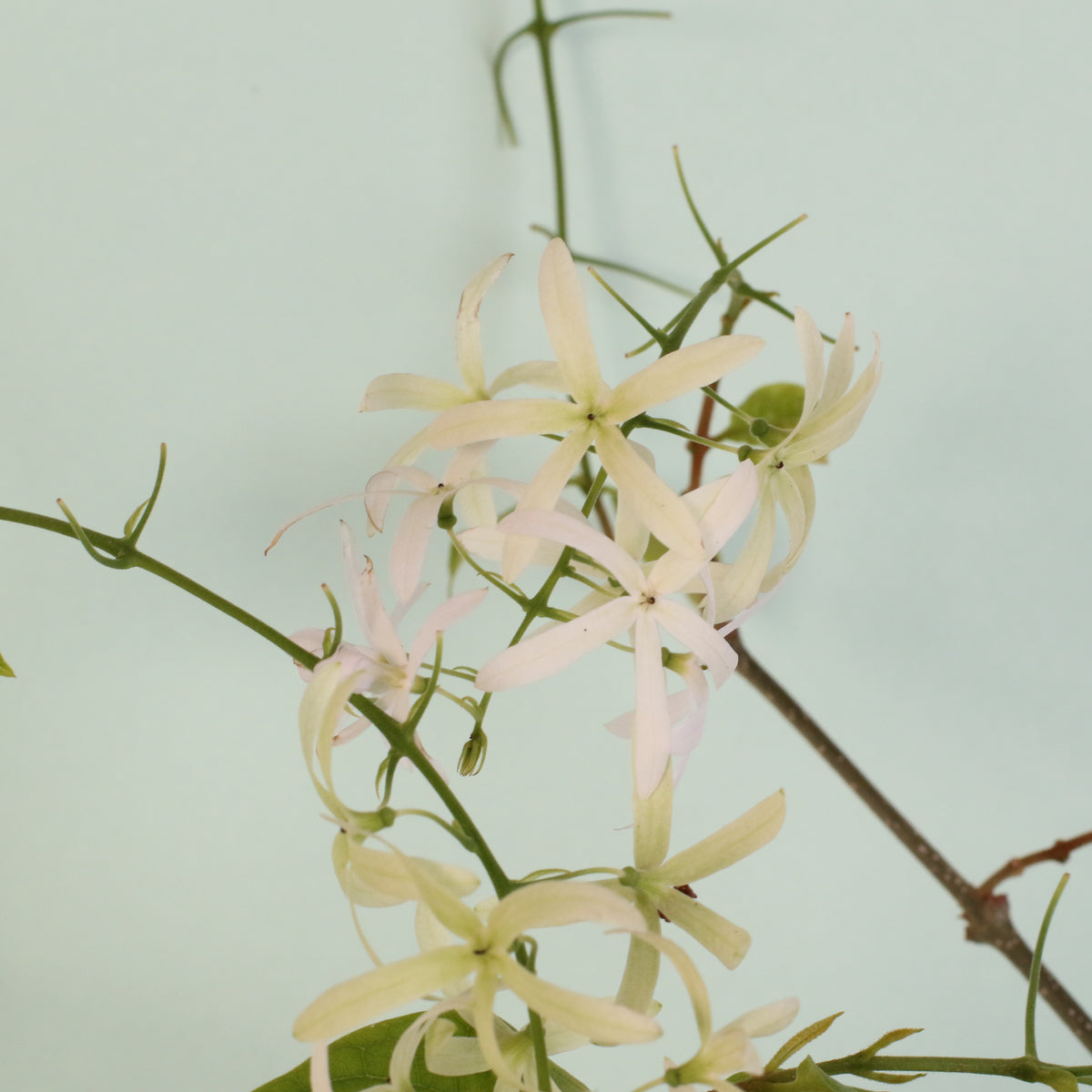 White Queen's Wreath blooming