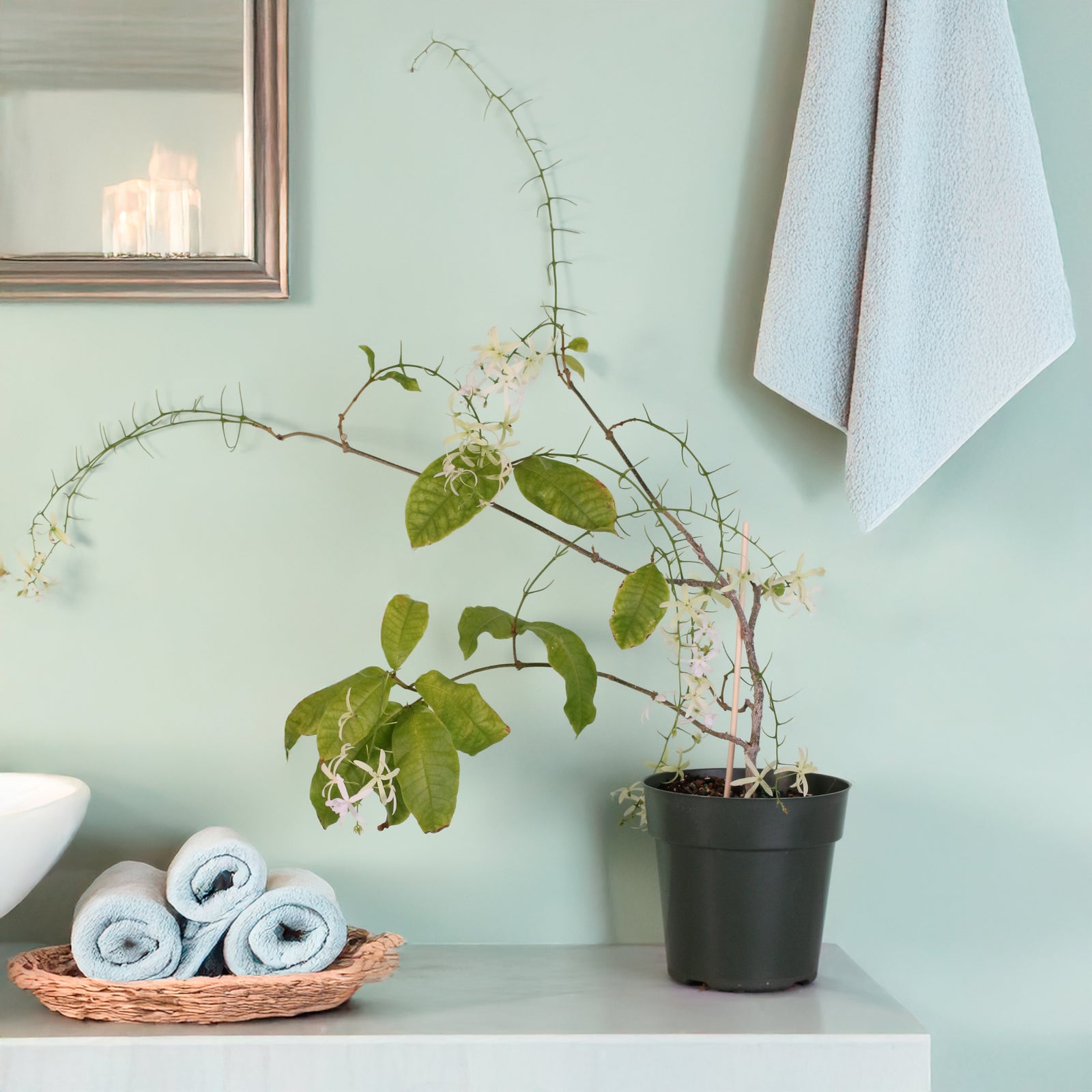 White Queen's Wreath in bathroom