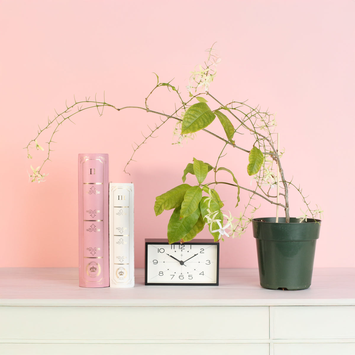 White Queen's Wreath next to clock and books
