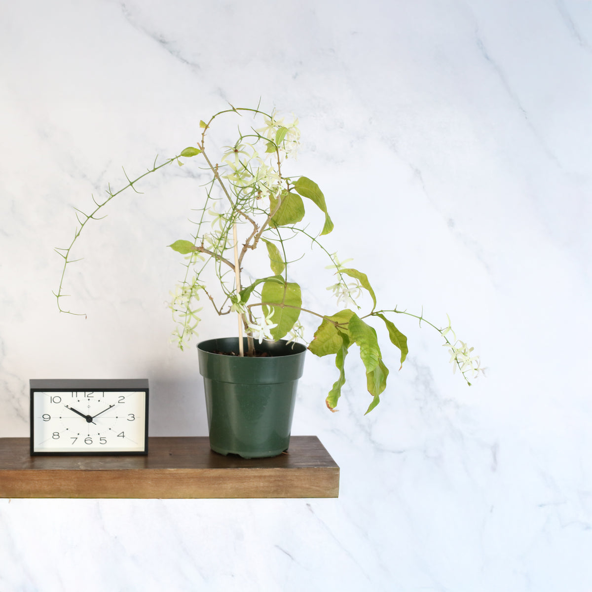 White Queen's Wreath on shelf 