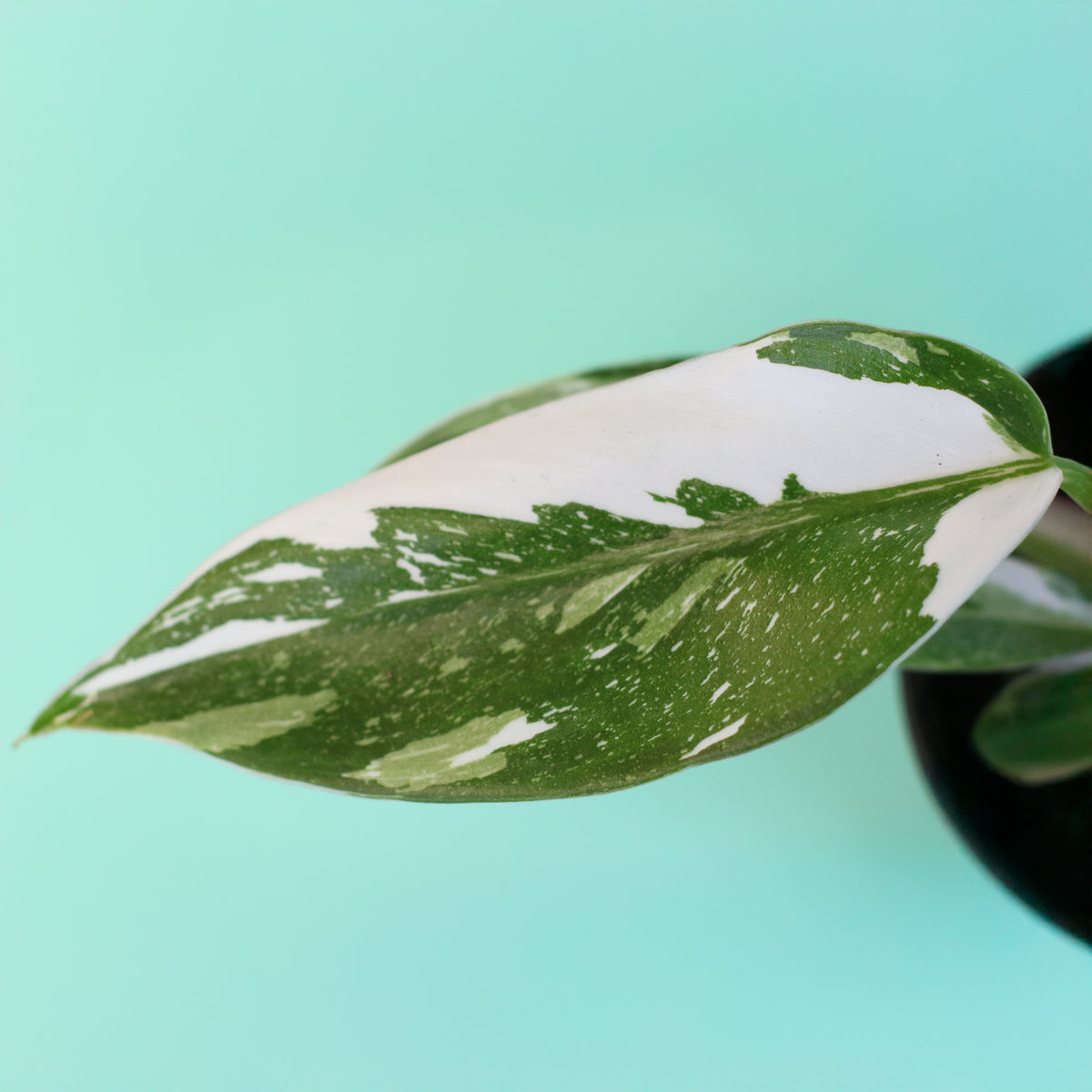 Philodendron &#39;White Princess&#39;