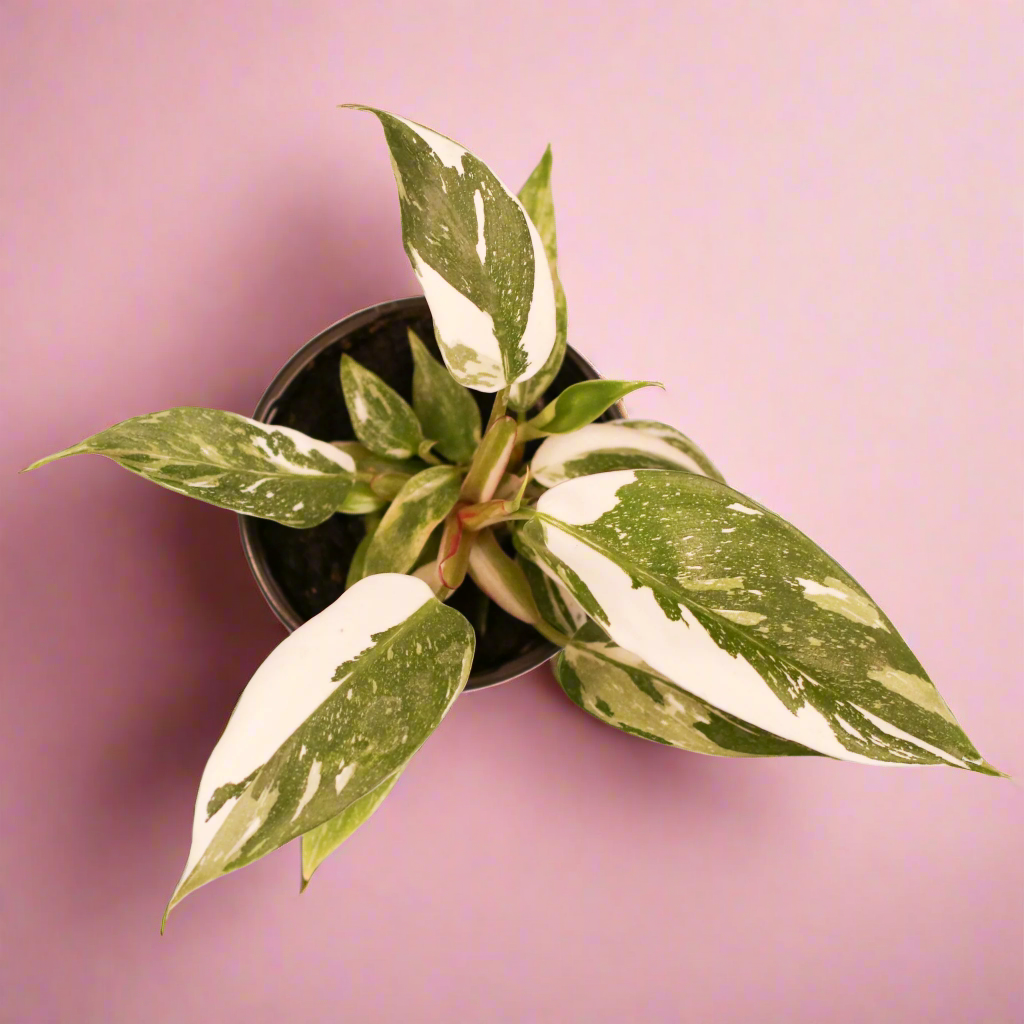 Philodendron &#39;White Princess&#39;