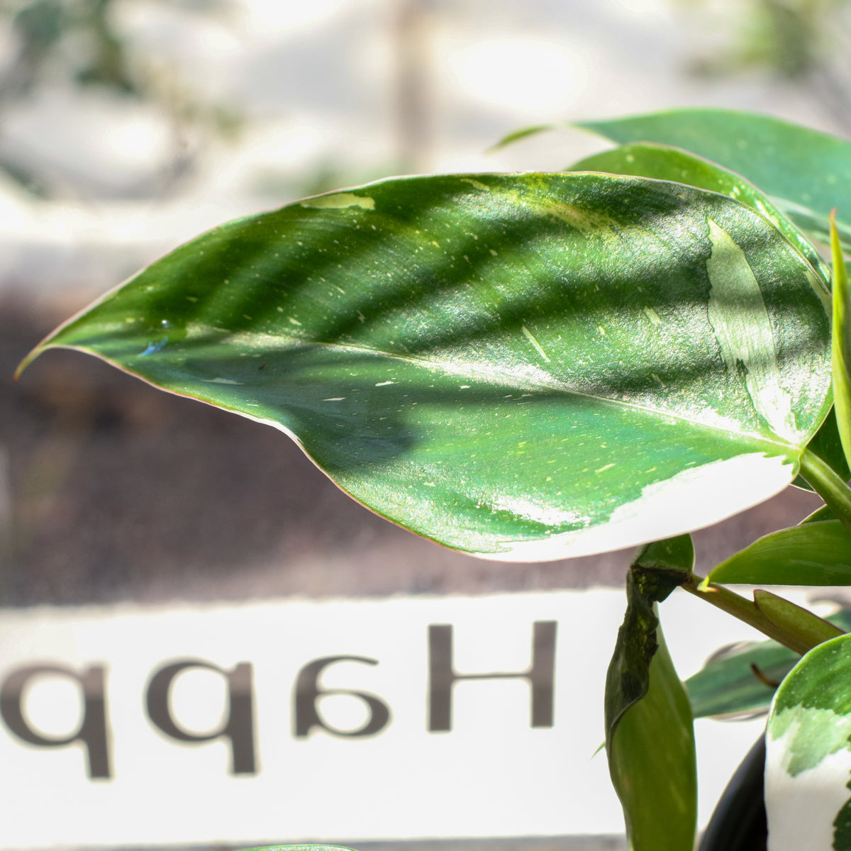 Philodendron &#39;White Princess&#39;