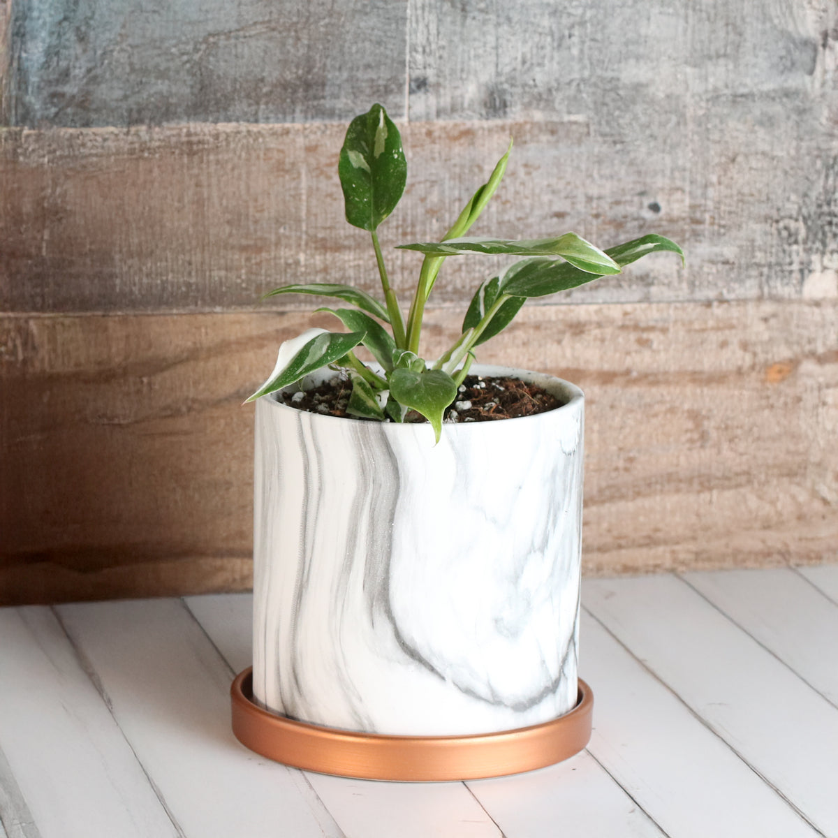 Philodendron &#39;White Princess&#39;