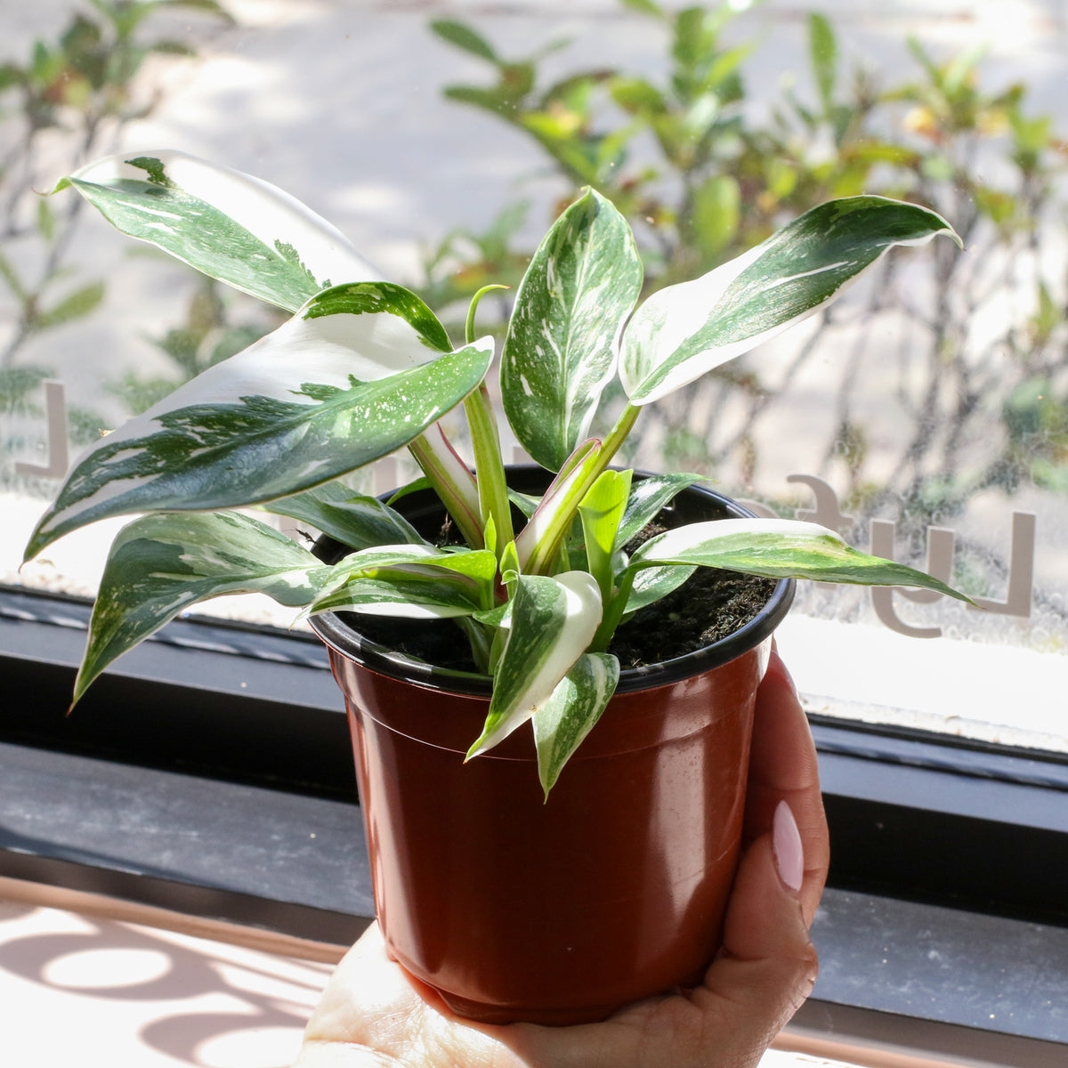 Philodendron &#39;White Princess&#39;