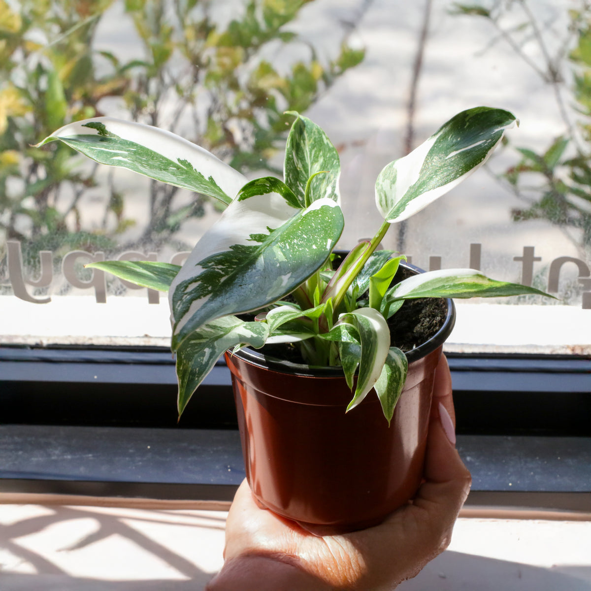 Philodendron &#39;White Princess&#39;