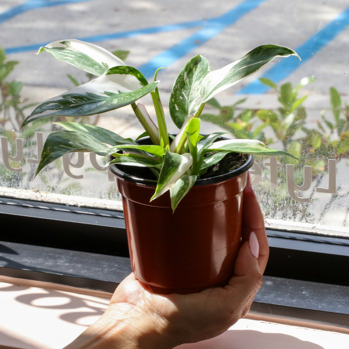 Philodendron &#39;White Princess&#39;