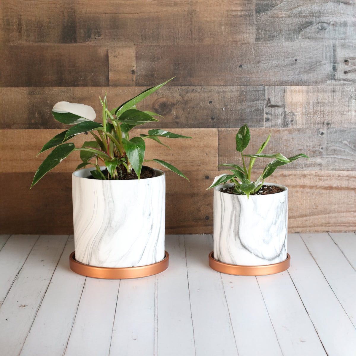 Philodendron &#39;White Princess&#39;
