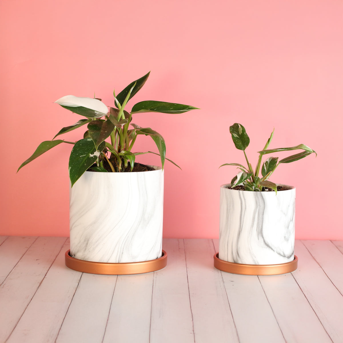 Philodendron &#39;White Princess&#39;