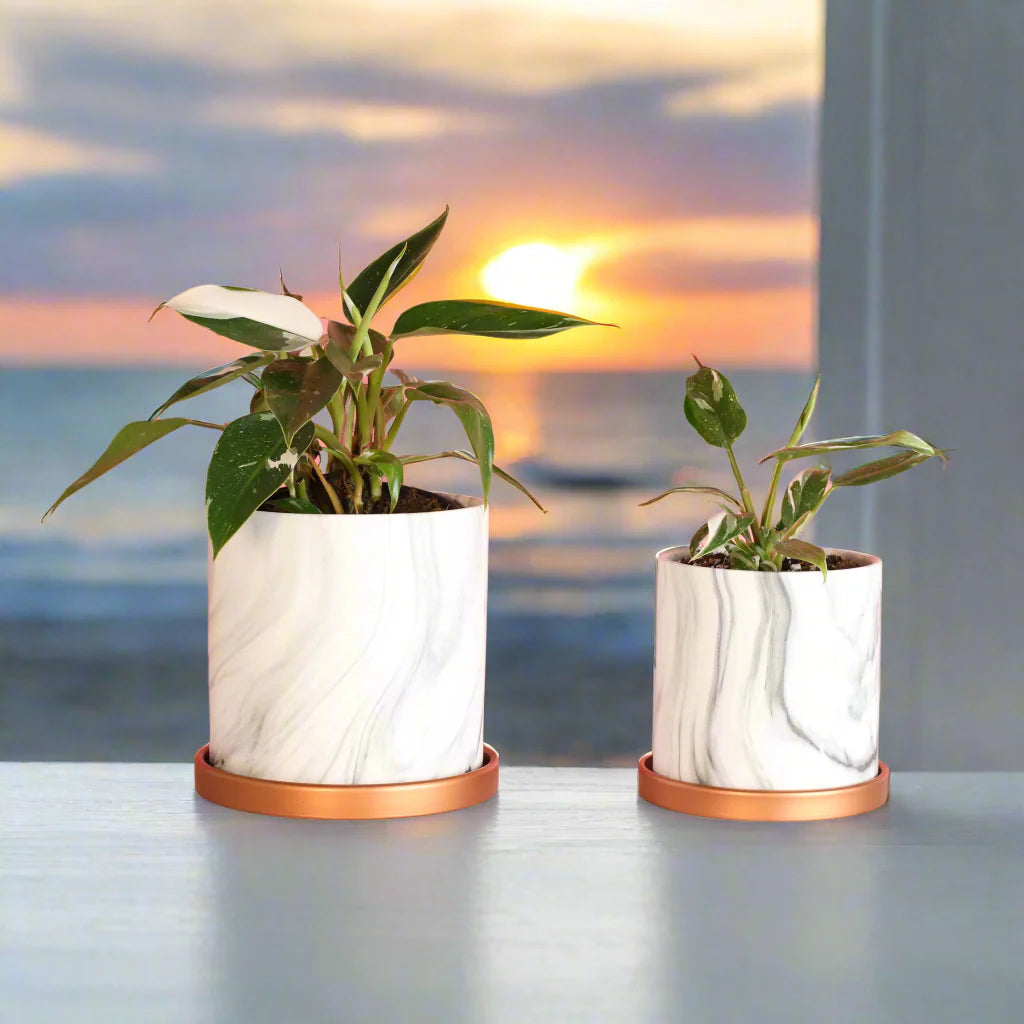 Philodendron &#39;White Princess&#39;