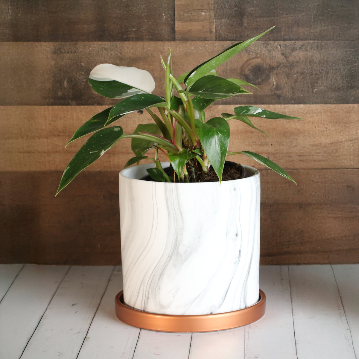 Philodendron &#39;White Princess&#39;